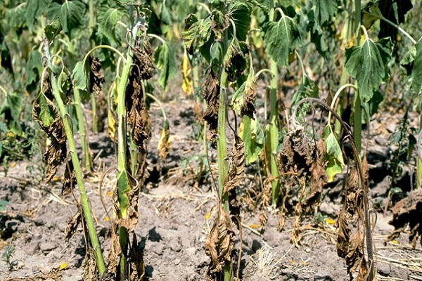 potato diseases