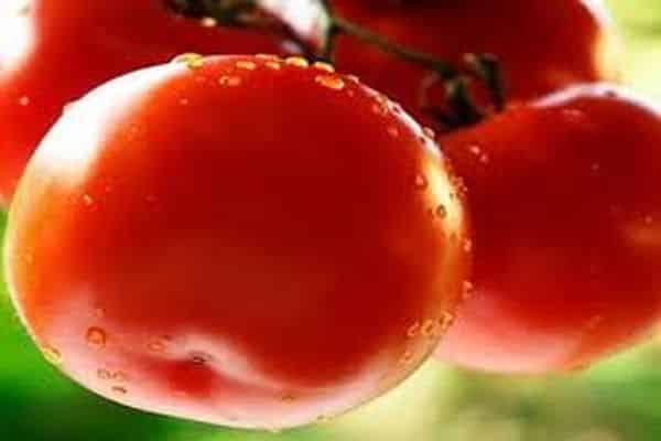 watering tomato