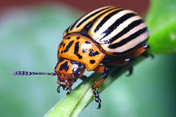 comment faire face à un coléoptère