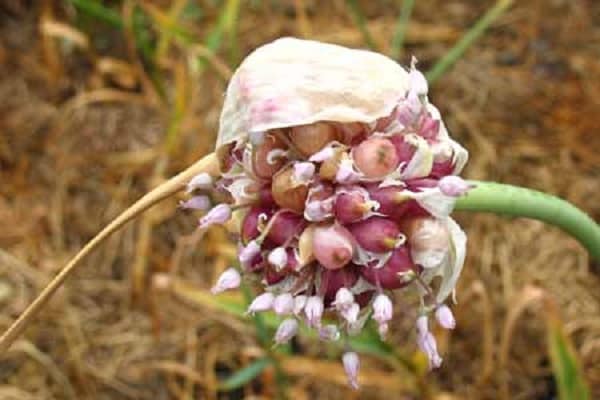 planting material