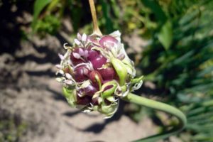 ¿Cuándo recolectar bulbos de ajo, cómo almacenarlos y prepararlos para plantar?