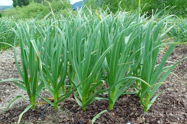 spring garlic