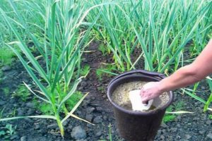 Quoi et comment nourrir l'ail en juillet pour grandir?