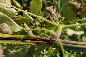 Comment gérer la jambe noire sur les pommes de terre?