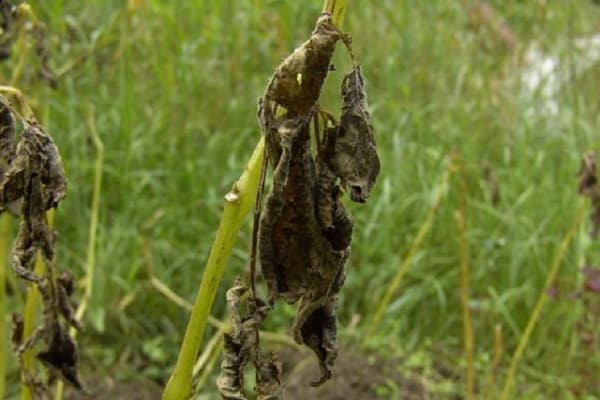 blackening of the tops