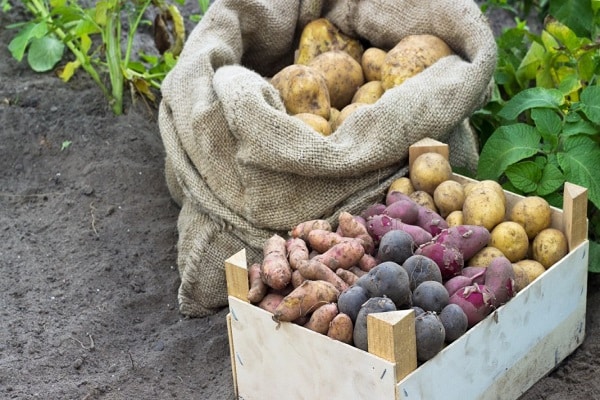 chercher des variétés