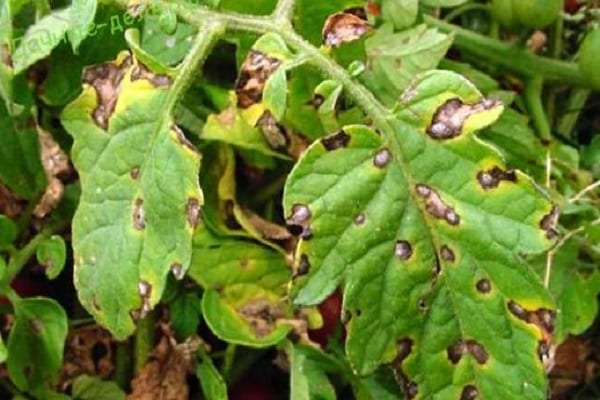 Alternaria a Rhizoctonia