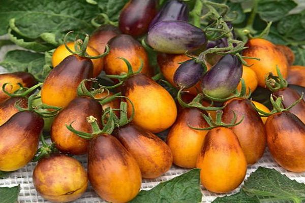 cultivo de tomates