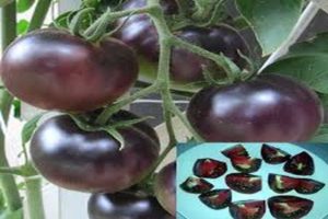 Description of the Black Pearl tomato variety, features of cultivation and care