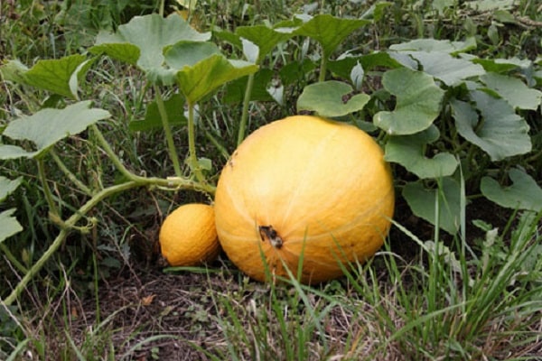 courge et courge