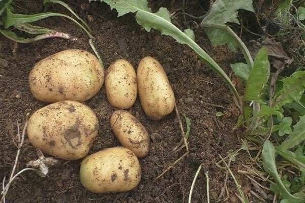 déterrer les tubercules