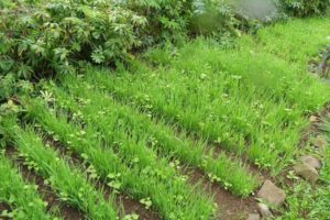 Que peut-on planter après les pommes de terre l'année prochaine dans cet endroit?