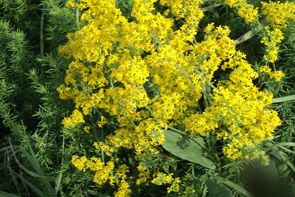 plantas de trébol y miel