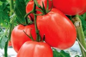 Description de la variété de tomate Dinar, recommandations de culture et de rendement