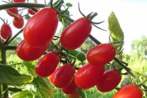 Description de la variété de tomate Elf f1, caractéristiques de culture et d'entretien