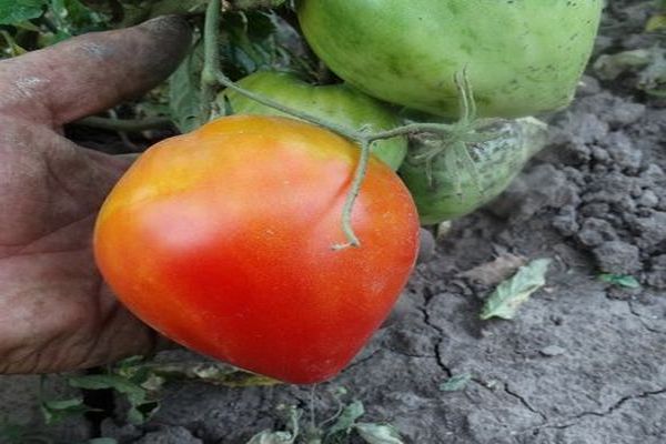 rhine vater tomato