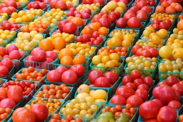 récolte de tomates