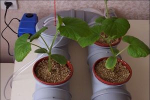 La tecnología de cultivar pepinos en hidroponía en casa.