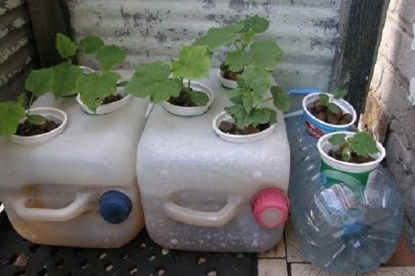 hydroponics kotona