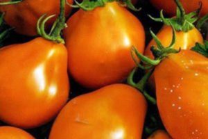 Description de la variété de tomate Orange Poire, ses caractéristiques et sa productivité