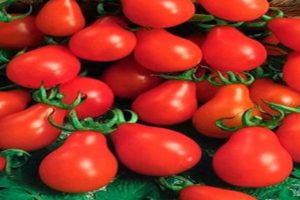 Description de la variété de tomate Poire en conserve, ses caractéristiques et sa productivité