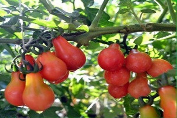 canning pear is growing