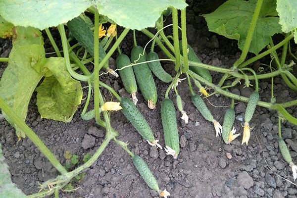 cucumber variety