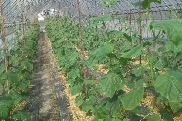 cucumbers in the greenhouse