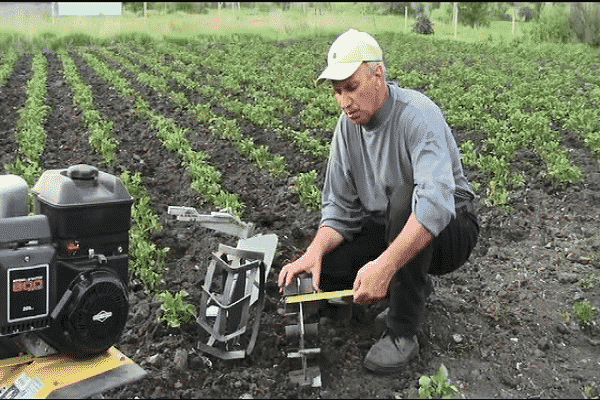 lits avec légumes racines