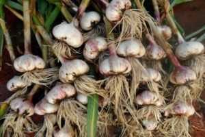 How to properly prune garlic after harvesting for storage?