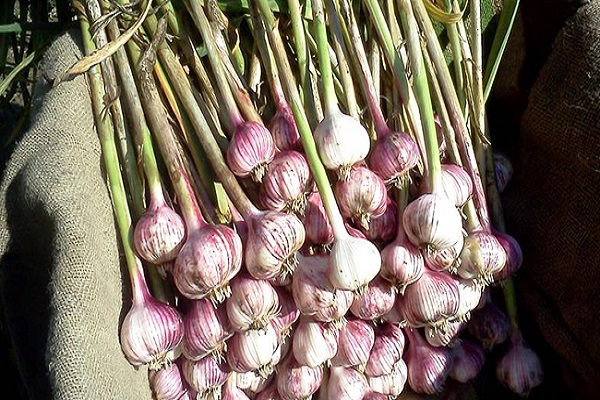 harvested garlic