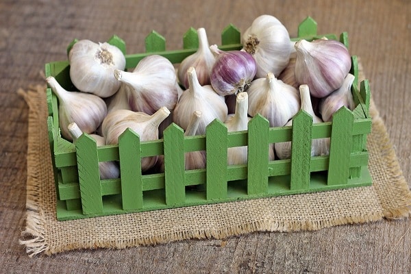 vegetables in apartments