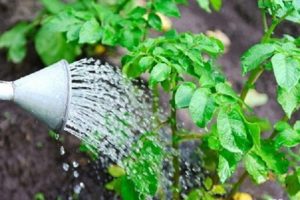 ¿Cómo ahorrar y cultivar patatas si el huerto se inunda en un verano lluvioso?