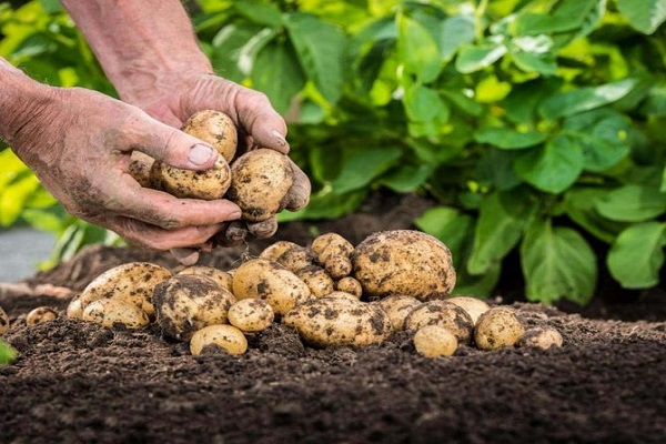 harvest conservation