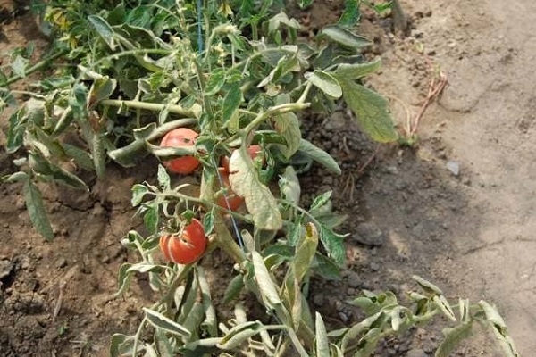 avantages pour les légumes