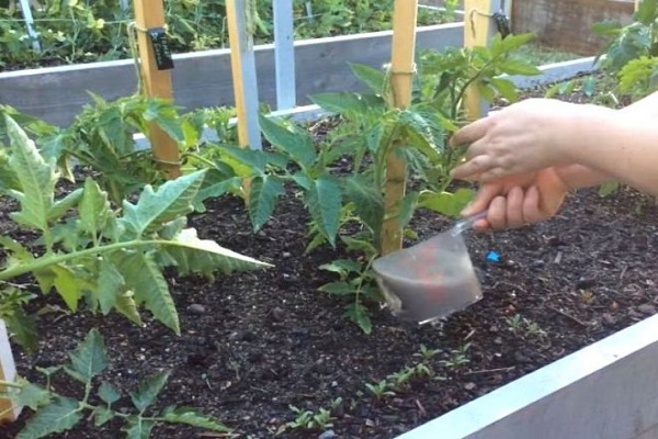 tomates y pepinos