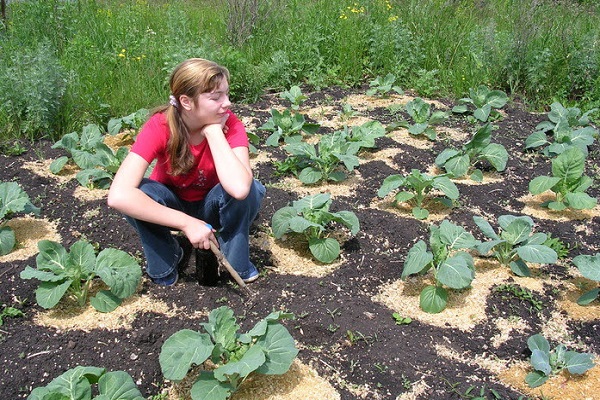 nourrir le légume