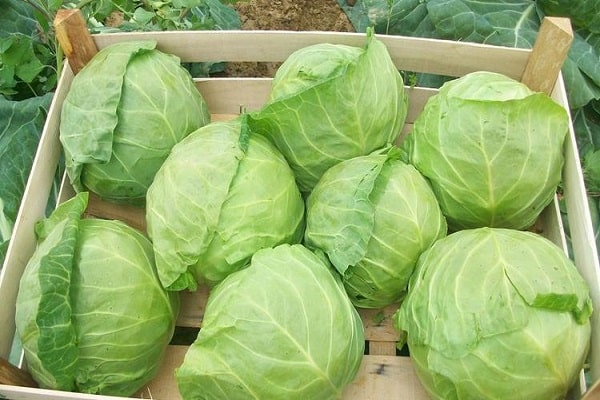 heads of cabbage will go