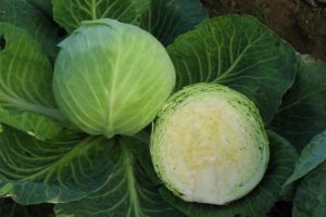 Description of late varieties of cabbage Sugarloaf, Kolobok, Atria, Valentina and others