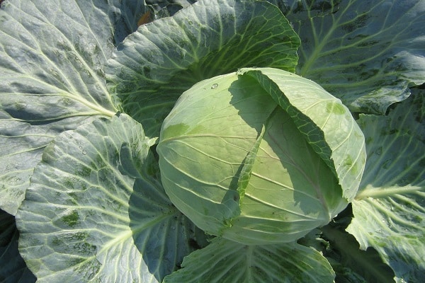 variedades para fermentación