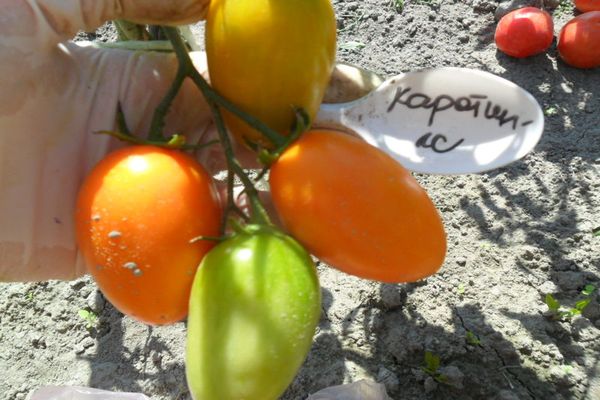 pelbagai tomato dan menyemai