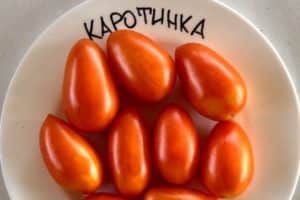 Description de la variété de tomate Karotinka, sa culture et ses soins