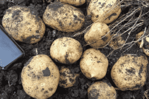 Description of the Adretta potato variety, its cultivation and care