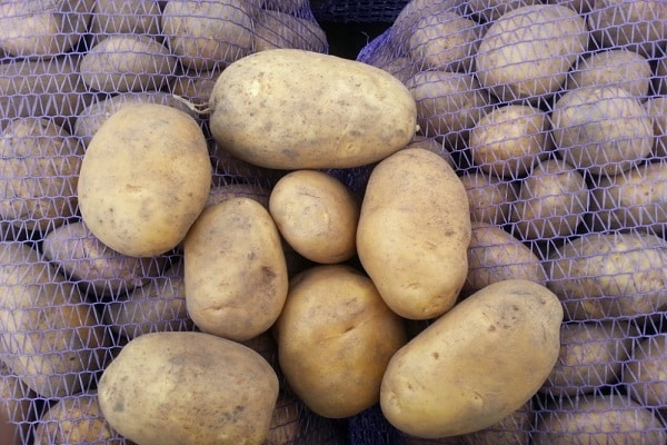 growing potatoes