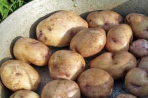 Description of the Sineglazka potato variety, its cultivation and care