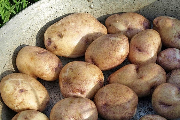 harvested potatoes