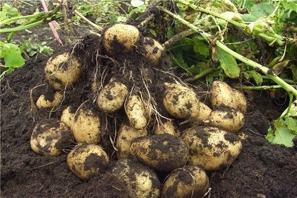 terrones de tierra