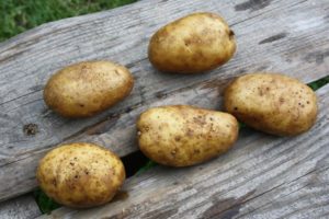 Description de la variété de pomme de terre Luck, ses caractéristiques et ses recommandations de culture