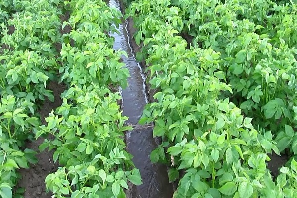 potato tubers