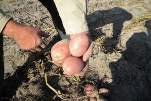 Description de la variété de pomme de terre Zhuravinka, culture et rendement